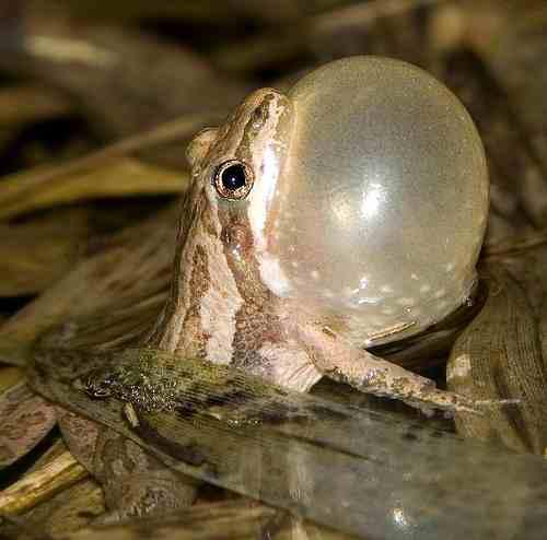 A spring chorus: Frogs of the Arboretum