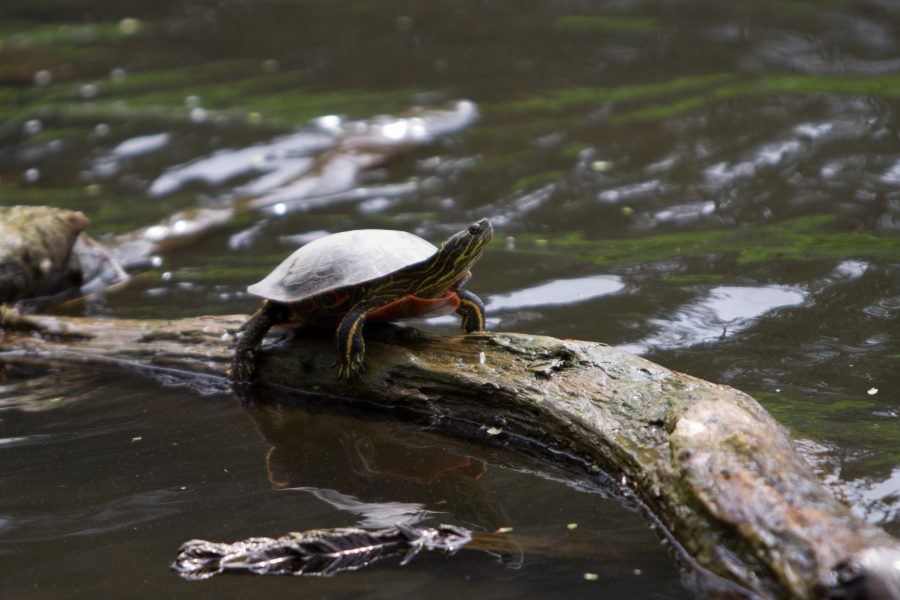 Arb Notes: how do turtles survive the winter?