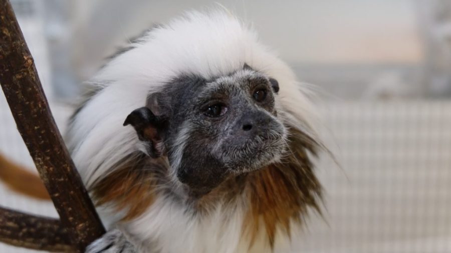 The friendly tamarin faces of the Primate Cognition Lab