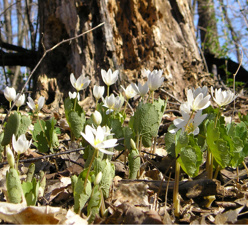 Arb Notes: Ephemeral Forest Wildflowers in the Arb