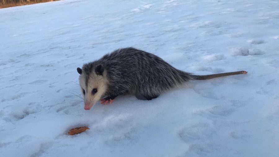 Arb Notes: Awesome Opossums!