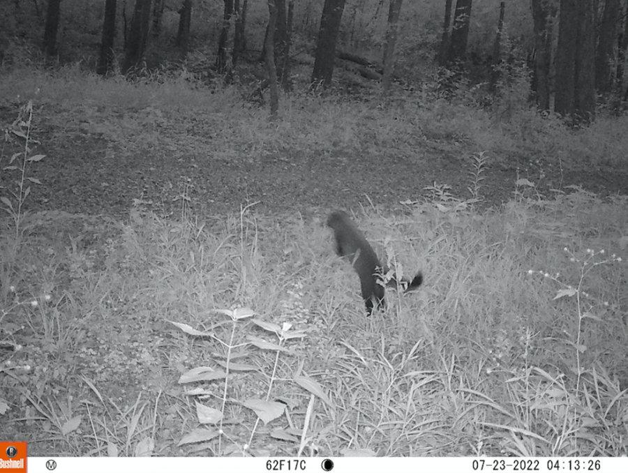 Arb Notes: Exciting Arb Trail Cam Find: a Fisher!