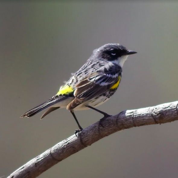 Arb Notes: Mirror, mirror on the wall, which warbler ID is the hardest of all?