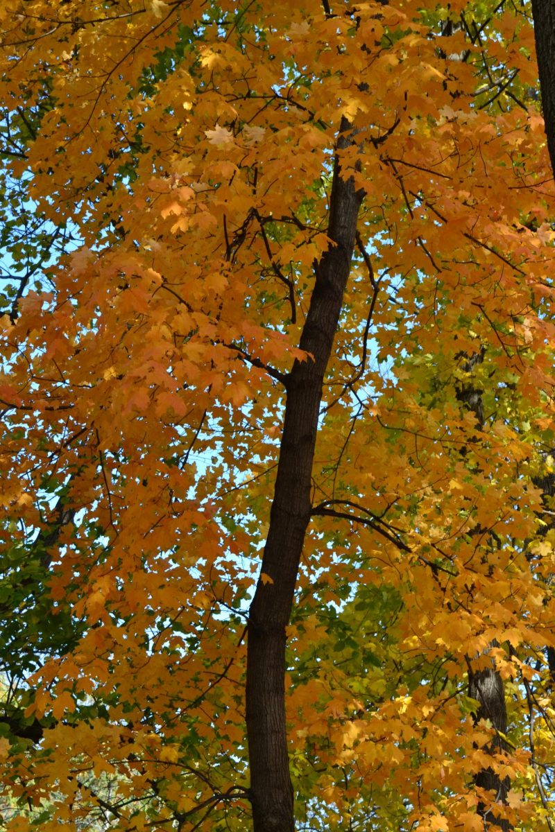 A tree in the Arb whose leaves have started changing colors.
