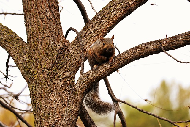 An eastern gray squirrel (about to leap???)