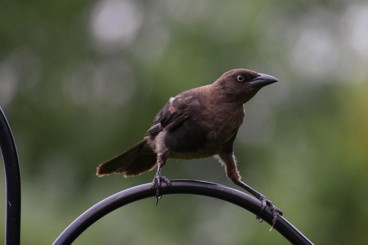 A juvenile common grackle. Adults are typically darker and have a glossy bluish head
