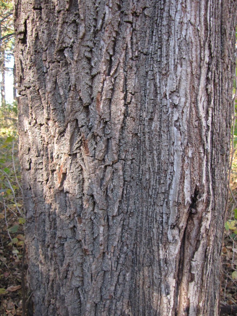 Potential frost crack in a black walnut tree. 