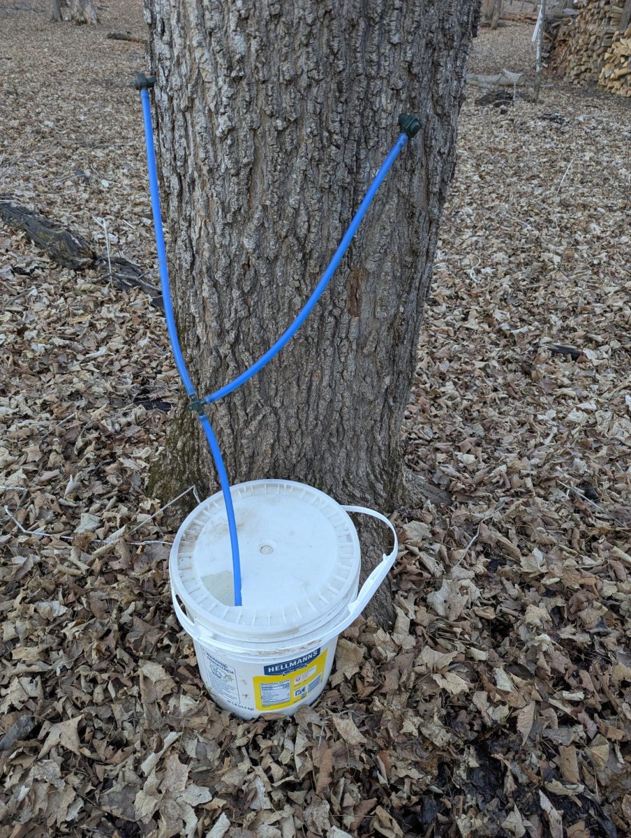 Maple syruping at a nearby privately owned sugar bush