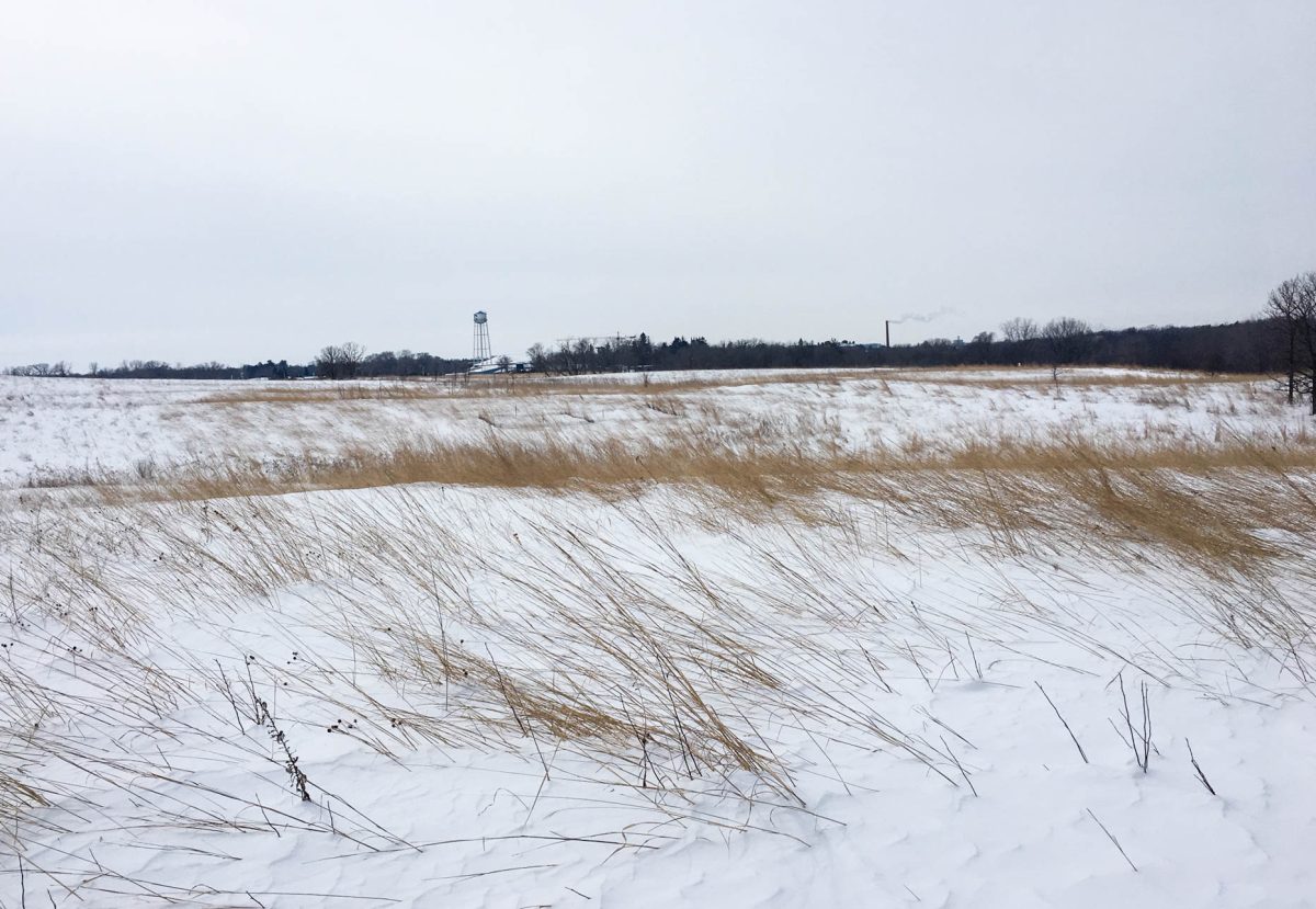 Arb prairie in the winter. Small mammals are probably burrowing under the snow!